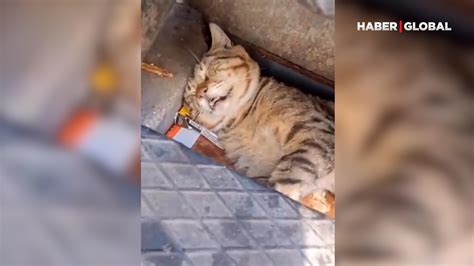 Bir Rahat Vermediler Boylu Boyunca Yatarak Uyuyan Kedi