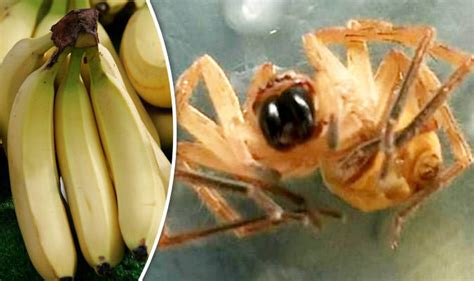 Terrified Mother Found A Deadly Spider In A Bunch Of Bananas Uk