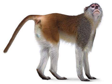 The world's smallest monkey is the pygmy marmoset, according to the university of wisconsin. What Are Primates | Facts About Primates | DK Find Out
