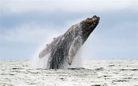 Recordings That Made Waves The Songs That Saved The Whales Wbur