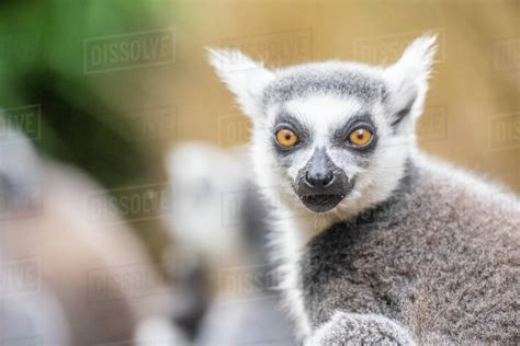Ring Tailed Lemurs Madagascar Africa Stock Photo Dissolve