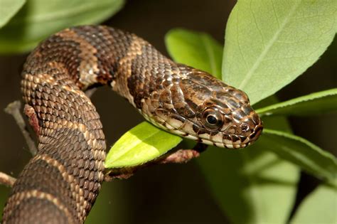 Water Snakes In Pennsylvania 6 Different Species Nature Blog Network
