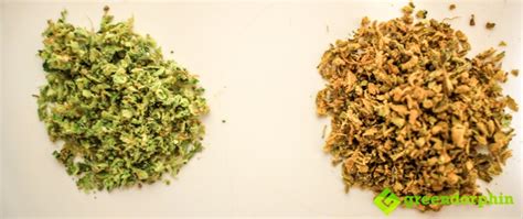 Have you ever looked at a cactus and wondered to yourself if it was edible and what it might taste like? Daily Pot Smokers: How do you do it? | Page 15 | Sports ...