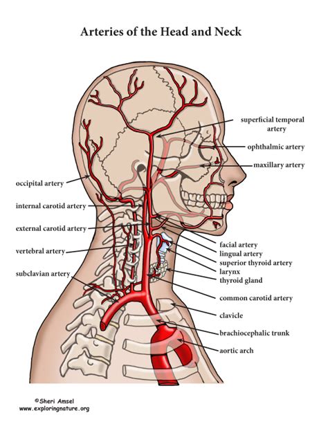 Major Arteries In The Neck