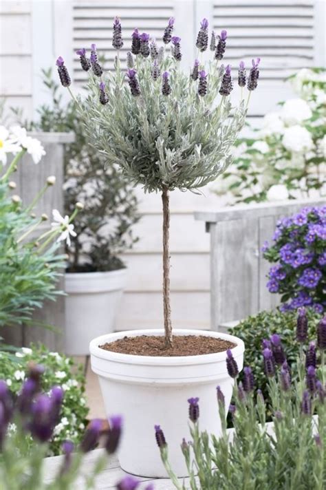 Lavender Topiaries — Best Tips And Inspiration For Lavender Topiary