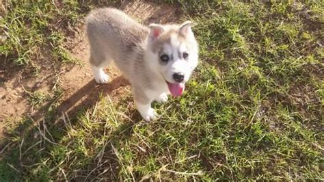 Candidates must be at least 18 y.o., have reliable transportation, a valid social security. Siberian Husky puppy for sale in LUBBOCK, TX. ADN-36486 on PuppyFinder.com Gender: Male. Age: 6 ...