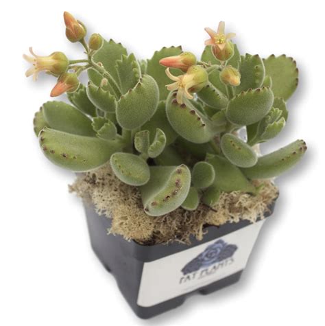 When a tomato plant is not producing, it can leave you at a loss as to what to do. 'Bear Claw' Succulents Are Fuzzy To The Touch - Simplemost