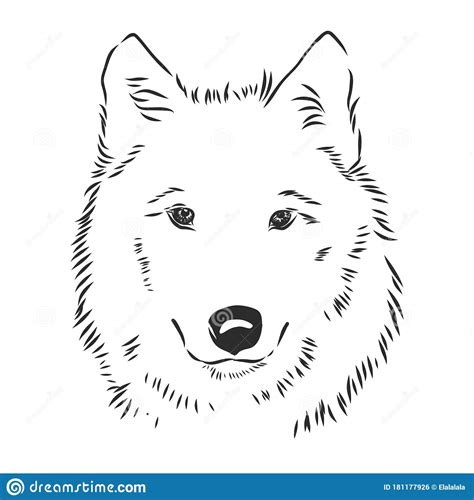 Vector Image Of Wolf S Head Isolated On White Wolf Portrait Wolf Head
