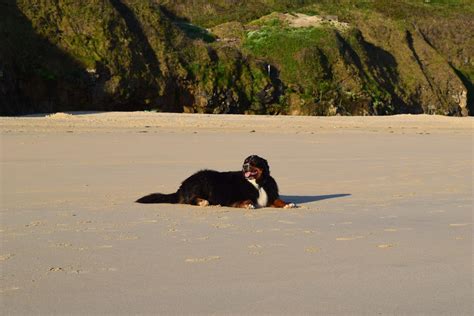 Dog Friendly Accommodation And Properties In Praa Sands Cornwall