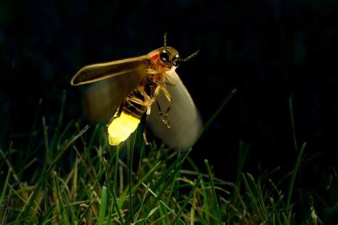 Thekongblog Mysterious Glow Of Fireflies Solved After 60 Years