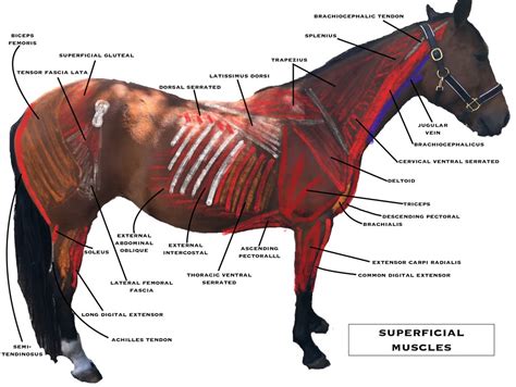 Horse Owners Guide To Equine Massage Course Animal Rehabilitation