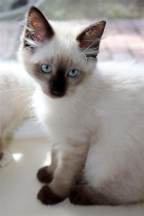 Hoshi The Siamese Persian Mix Kittens Web Page