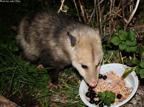 Interesting Facts About Opossums Just Fun Facts