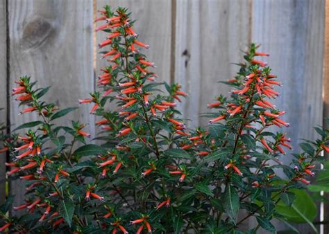 Stater bros markets 4 tips from 472 visitors. Southern Gardening: Vermillionaire blooms, attracts until ...