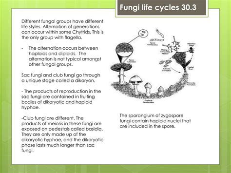 Ppt Fungi Powerpoint Presentation Free Download Id2373387