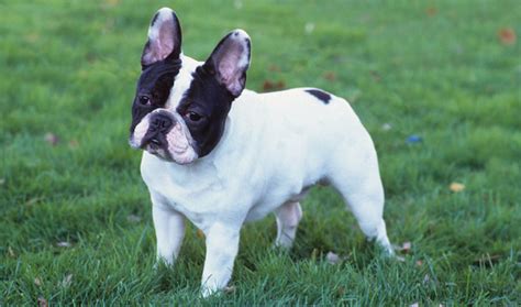 Females top out at 90 pounds while males can get up to 130 pounds. French Bulldog Dog Breed Information