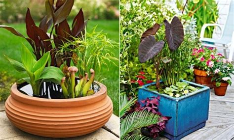 Popular choices include peace lilies and pothos. Mini pond ideas for a small oasis on the balcony