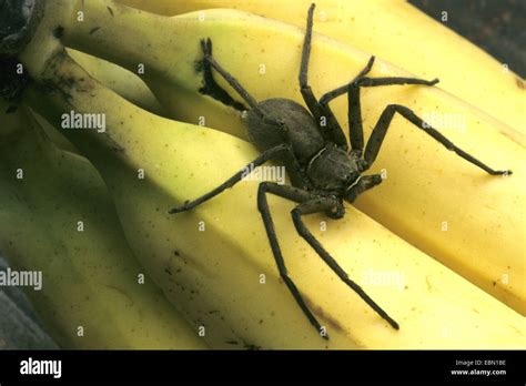 Bananenspinne Große Braune Spinne Huntsman Spinne Heteropoda