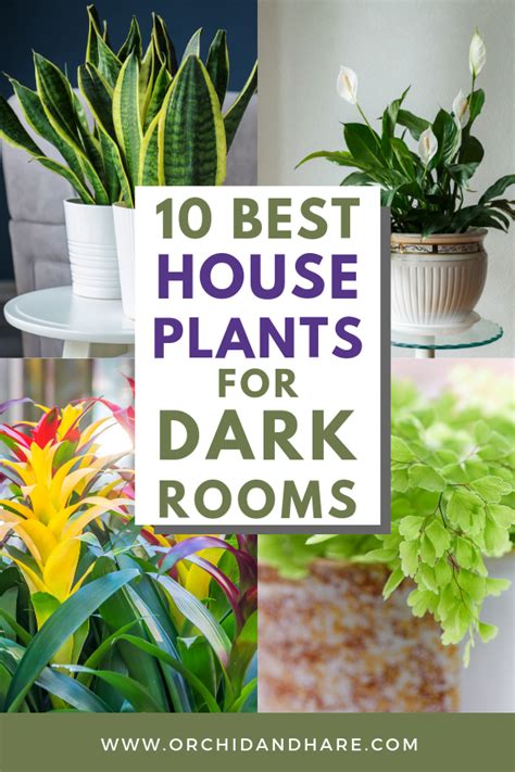10 Low Light House Plants Indoor Plants That Grow Without Sunlight