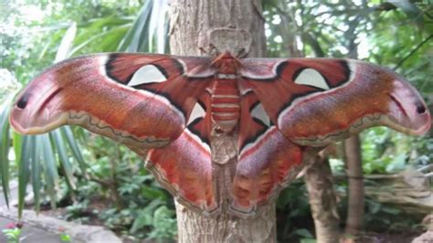 la mariposa mas grande del mundo  cm la mariposa atlas