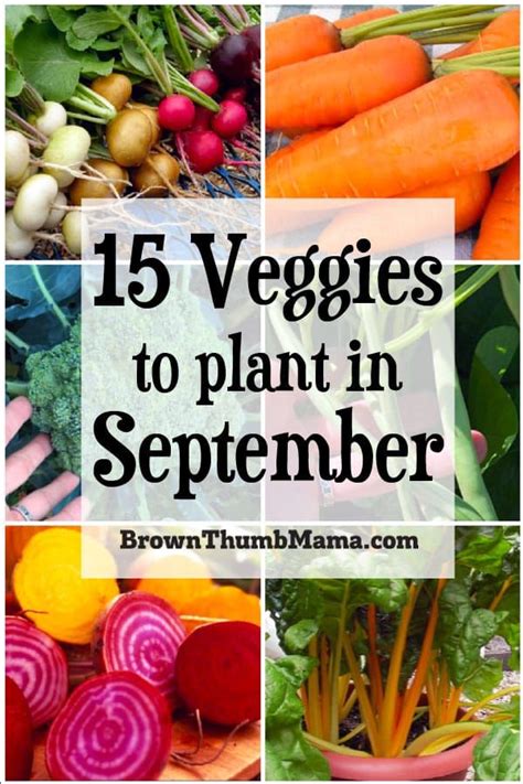 15 Vegetables To Plant In September Zone 9 In 2020 Fall Garden