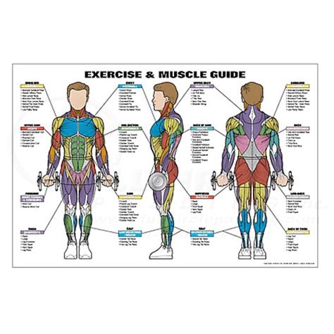Posterior full body muscular system diagram. Exercise & Muscle Guide Male Fitness Chart 0CHNFC1B | Full Circle Padding