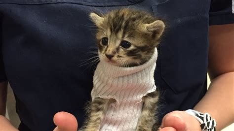 This Rescued Kitty In A Sock Sweater Will Melt Your Heart Cnn