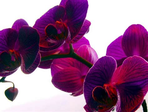 Taya Paisagismo Orquídeas