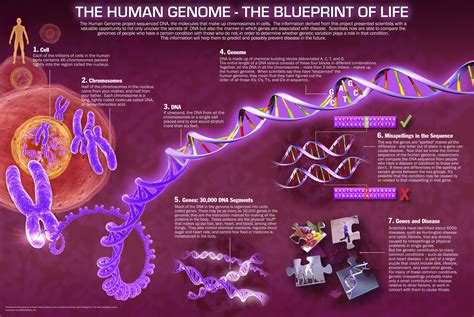Human Genome Project Dna Awesomejust Awesome Pinterest Human