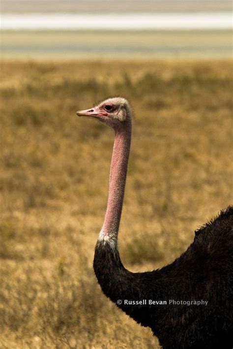 Male Ostrich In Heat They Go Pink Ostrich Male Go Pink