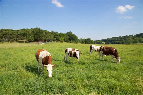 Cows Grazing On The Fields Stock Photos Motion Array