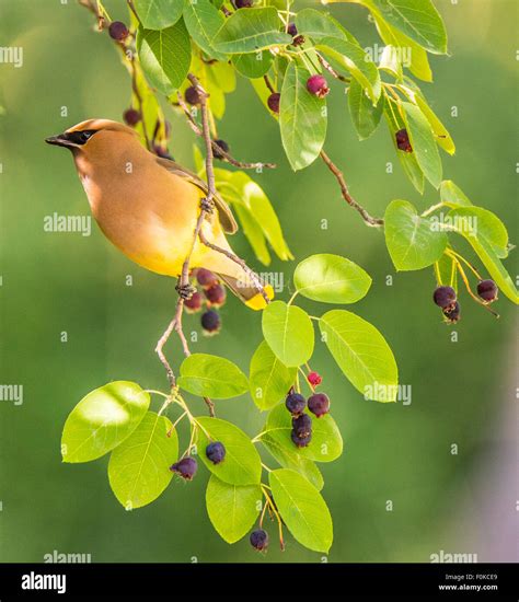 Cedar Waxwing With Berry Hi Res Stock Photography And Images Alamy