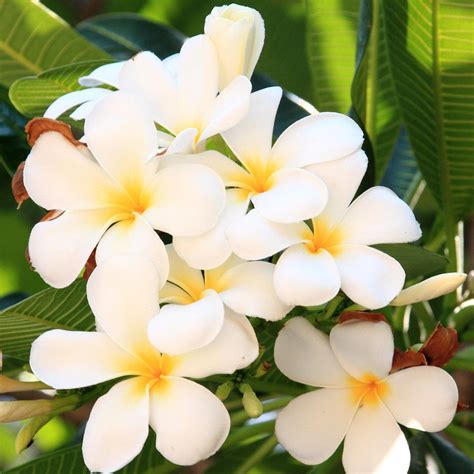 Learn the secrets florists use to force bulbs to grow flowers just in time for events and holidays and how to plant bulbs growing paperwhites: Plumeria Plant Select White (Potted) - Easy To Grow Bulbs