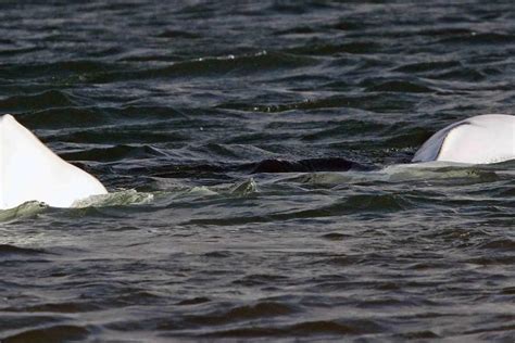 Orca Beluga Whale