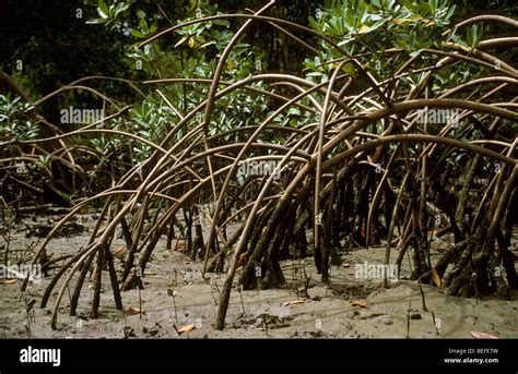 Stilt Roots Of Mangrove Tree Rhizophora Mangle At Low Tide At Mouth Of