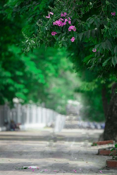 Pin By Pearl Aranda On Beautiful Landscape Picsart Background Blur