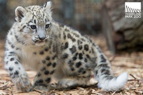 Snow Leopard Cub Takes It Outside Zooborns