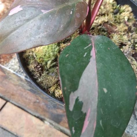 Tanaman Hias Philodendron Pink Princess Ivanstore8 ...