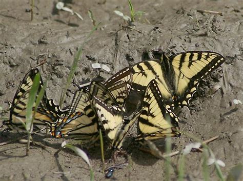 Canadian Tiger Swallowtail Papilio Canadensis Group Puddling