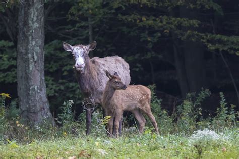 Birds N Blooms Pennsylvania Elk