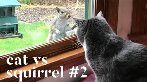 Cat Vs Squirrel 2 Youtube