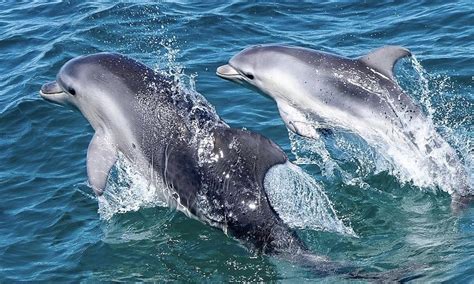 Melbourne Dolphin Swim Day Tour Experience Oz