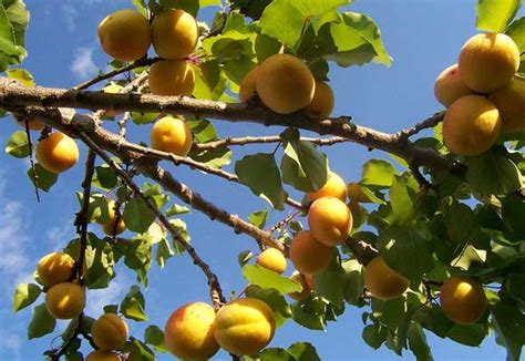 Department of agriculture plant hardiness zones 4 through 9, depending on variety. 10 Self Pollinating Fruit Trees | Home n Gardening Tips