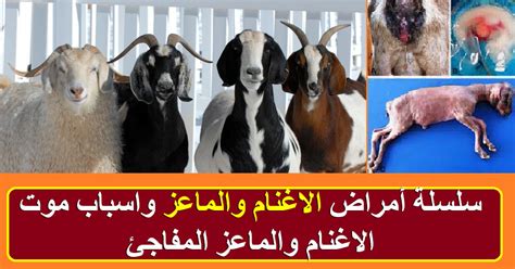 ـ ان البطن تبدأ تنتفخ بصورة. علامات عشار الماعز / 10 Ù…Ù† Ø¹Ù„Ø§Ù…Ø§Øª Ø­Ù…Ù„ Ø§Ù„Ù…Ø ...