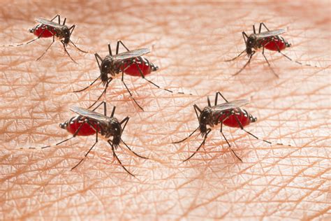 La fiebre amarilla se puede prevenir con una vacuna segura y eficaz. Qué es la fiebre amarilla y cómo se transmite en humanos