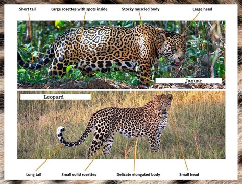Jaguar vs Leopard - How to tell them apart - The Wildlife Diaries