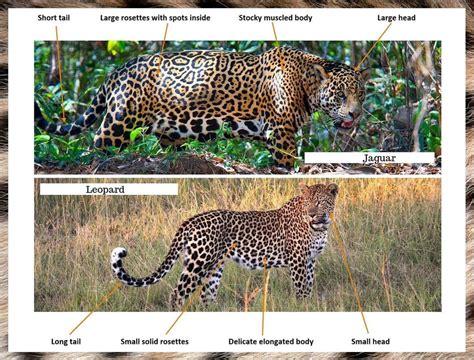 Jaguar Vs Leopard How To Tell Them Apart The Wildlife Diaries