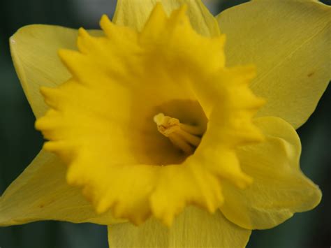 Daffodil Plant Information Narcissus Flower Facts March Birth