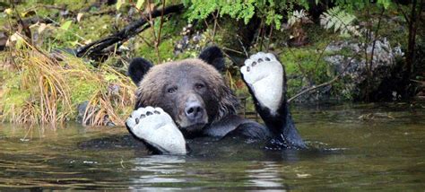 Squamish, revelstoke, les chilcotins, nelson… Sur les traces du grizzli en Colombie-Britannique | l ...