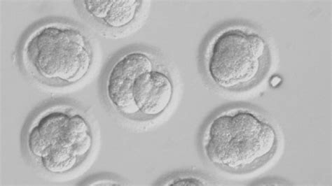 adult stem cells the best kept secret in medicine global stem cells